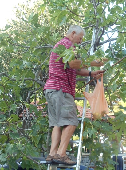 Fig picking in Tucepi, Croatia. Photo by Barbara Howe.