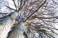 Tree in Oshawa Cemetry. Photo by Barbara Howe