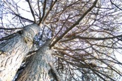 Tree in Oshawa Cemetry. Photo by Barbara Howe