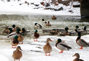 Ducks and Drakes at Lynde Shores Conservation Area. Photo by Barbara Howe