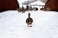 Ducks at Lynde Shores. Photo by Barbara Howe